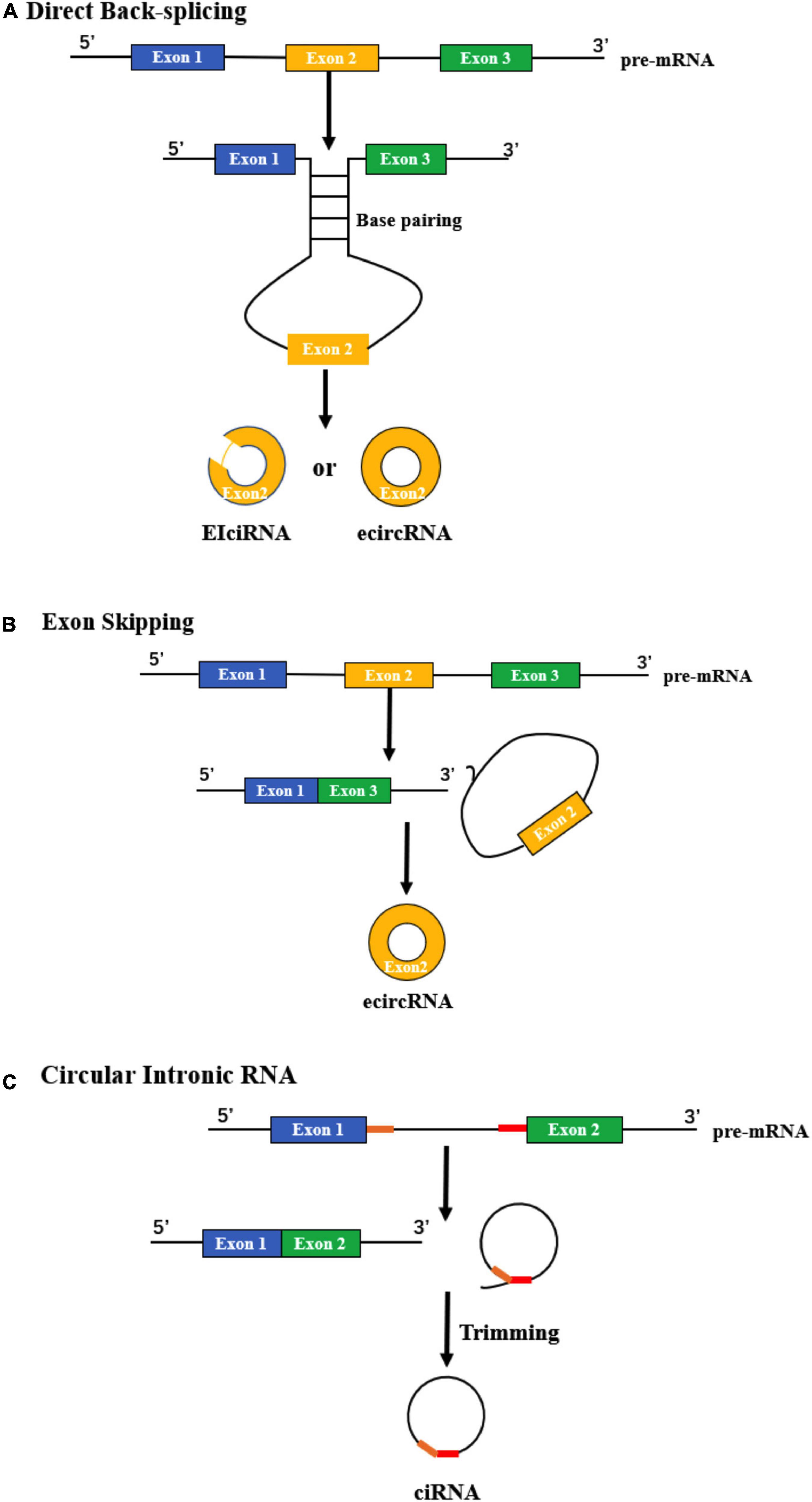 Circular RNAs: New players involved in the regulation of cognition and cognitive diseases